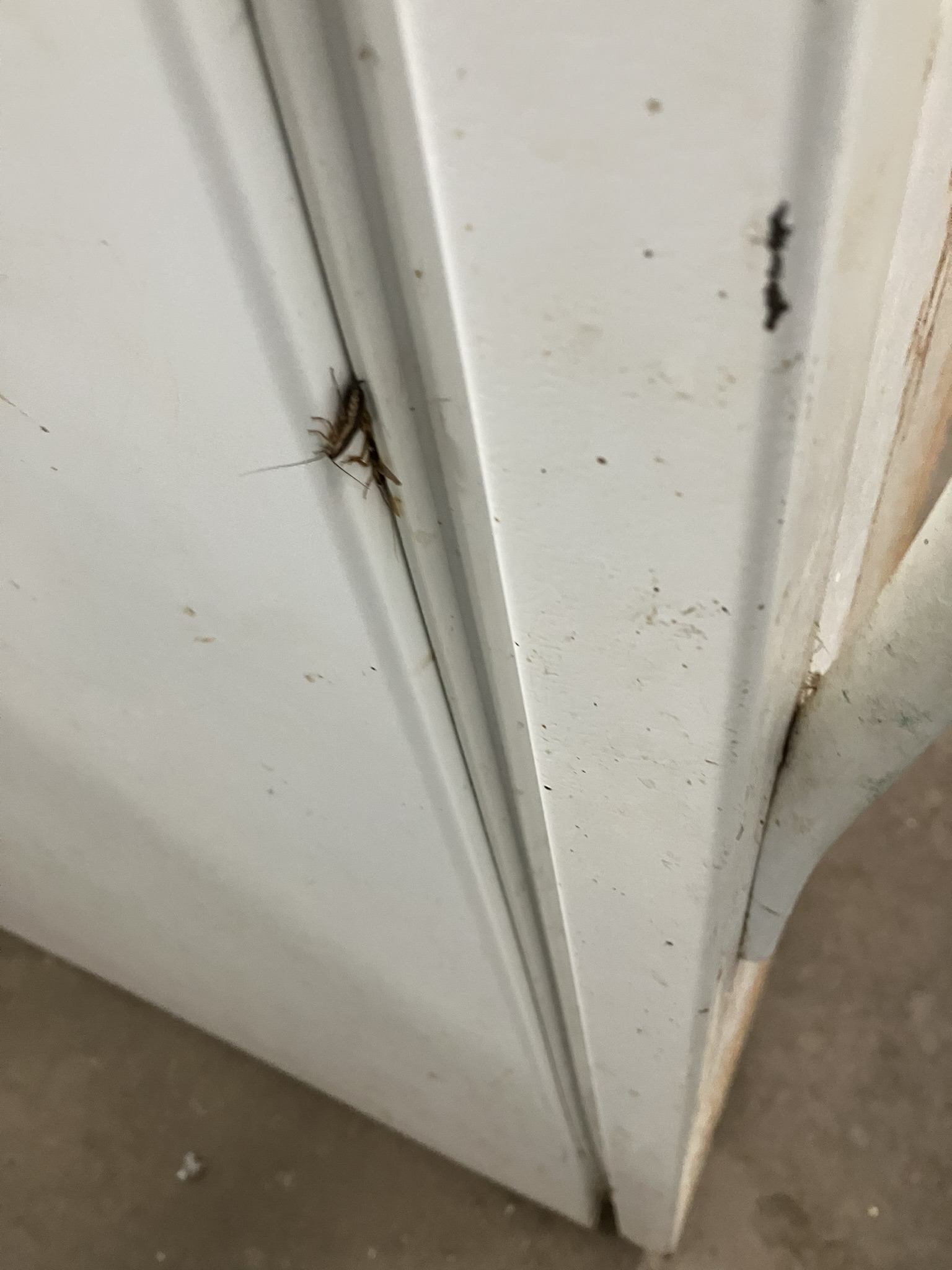 photo of cockroach