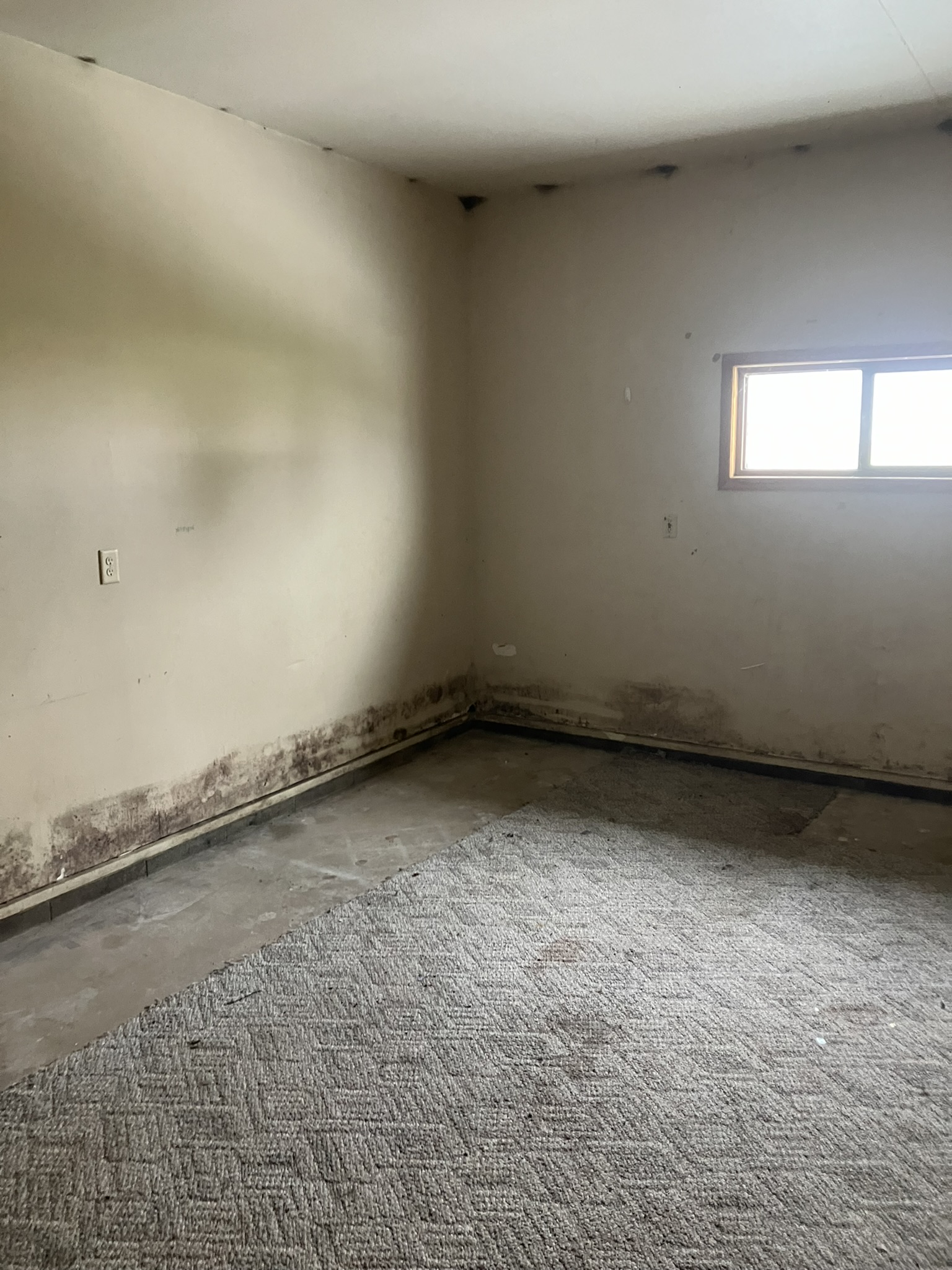 photo of moldy walls