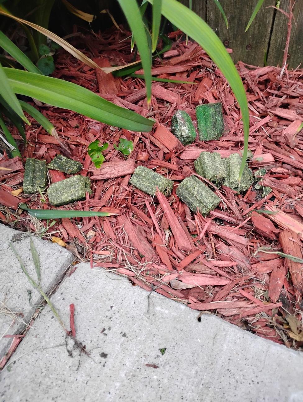 Several rat bait blocks on top of mulch